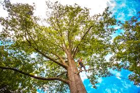 Best Tree and Shrub Care  in Trexlertown, PA