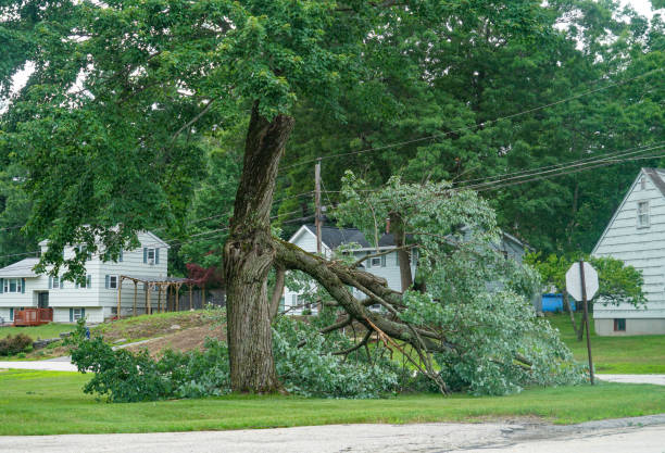 Best Tree Risk Assessment  in Trexlertown, PA