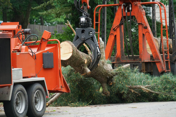 Best Emergency Tree Removal  in Trexlertown, PA