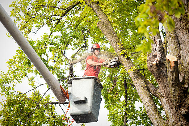 Best Palm Tree Trimming  in Trexlertown, PA