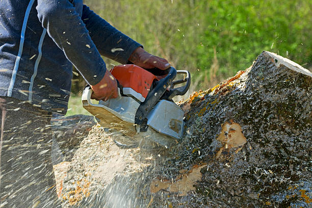  Trexlertown, PA Tree Services Pros